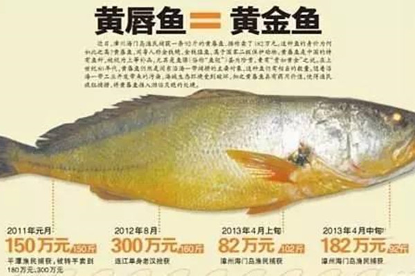 金钱鳖天价出售